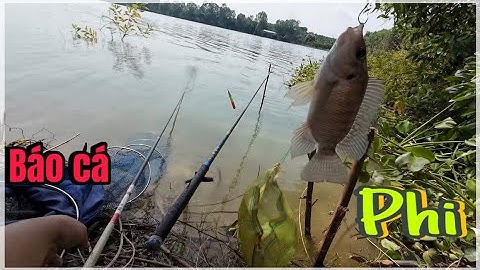 Buổi đi câu cá HOÀNG ĐẾ bất ổn ở HỒ TRỊ AN | fishing