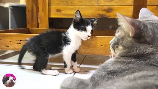 How can a rescued kitten who suddenly started talking get along with a big cat? : from 053 days