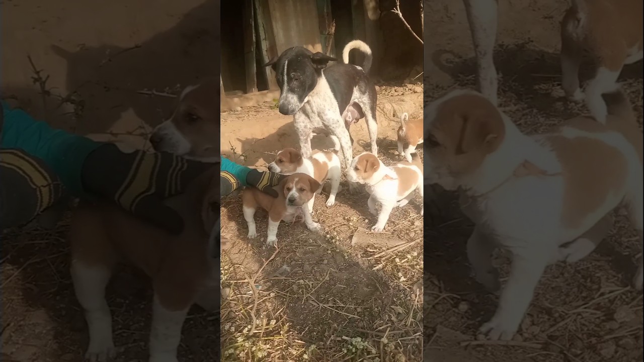 🐕 beautiful Dog ka Video 