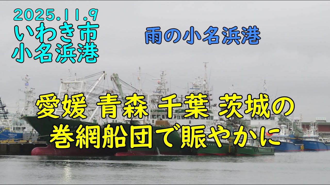 2025.11.9小名浜港 愛南町や八戸、神栖、銚子の各巻網船団、そして地元