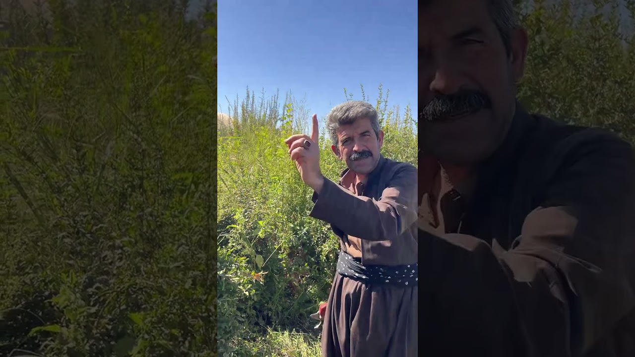 هەناری چەتری و بەرەو وەرزی پێگەیشتن