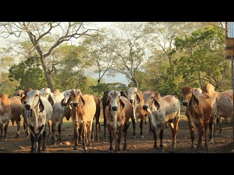 Vídeo: La Inseminación Artificial Se Utilizó En 