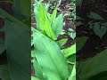 #flowering #tumeric