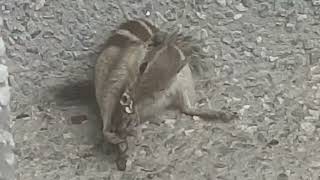 squirrel eating frog... 🐸 🐸 🐸