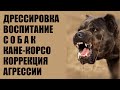 Агрессивный Кане-Корсо / Коррекция поведения