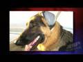 Aero-TV: Take Your Pooch Flying With Mutt Muffs! Aero-TV: Take Your Pooch Flying With Mutt Muffs!