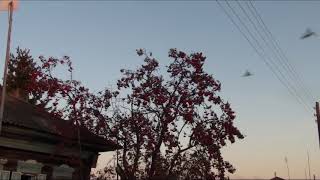 Видео 049.Окунево.Резко-континентальный климат.Свиристели налетели. (автор: Удивительное Окунево)