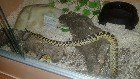 Gopher Snake Behaviour #1