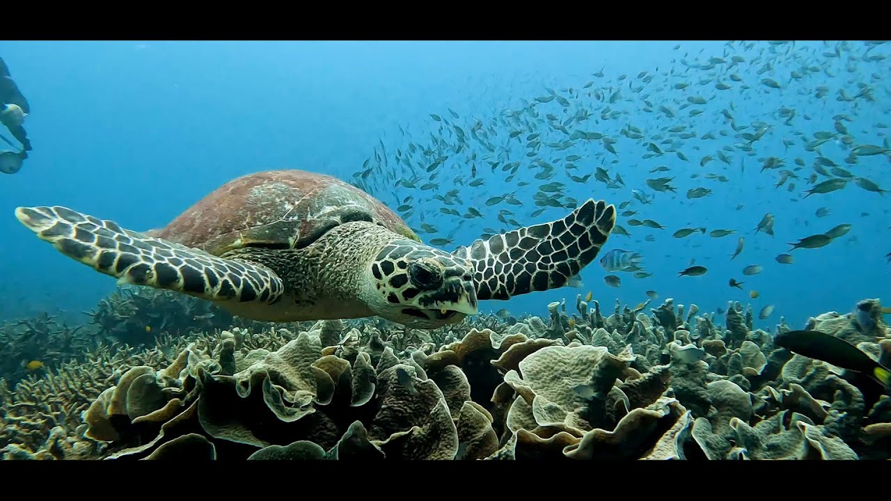 Life of Dive - Tioman Island 2021 l Cinematic Short Film