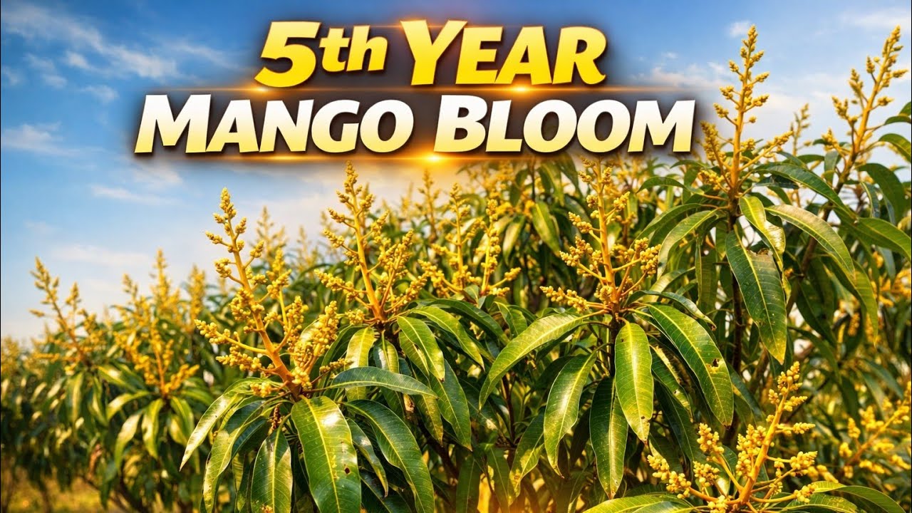 Amrapali Mango Bloom 5th Year | Production & Profit Expectation - YouTube