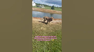Shorts Puppy Water Shortsfeed View 