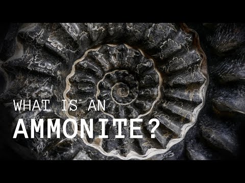 Vidéo: Que signifie le nom ammonite ?