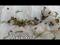 Thuja tree seeds germinate  grow morpankhi tree  beauty with gardening