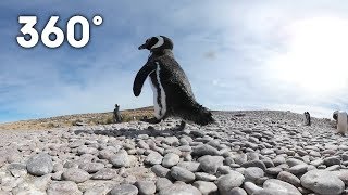 Penguins Sunbathing Argentinian Sea Habitat 360 Animals With Cameras Bbc Earth Explore