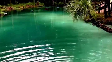 Live Merman swimming in lagoon sighting footage