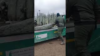 Christmas tree 🎄 bagging process for transport