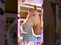 『3-5-8』 #アロースタッド #カリフォルニアクローム #ビッグアーサー #トウシンマカオ #californiachrome #ワイドラトゥール #カンチェンジュンガ #ララマセラシオン