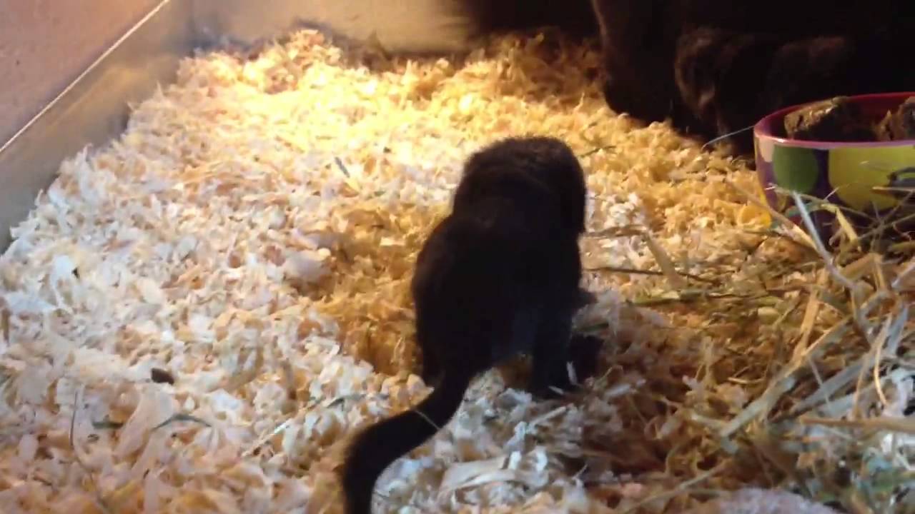 Ebony chinchilla kits 7 hours old