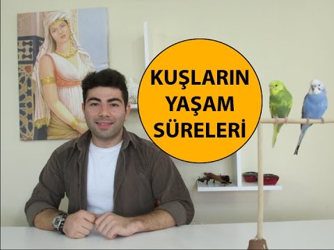 Video: Papağanlar Ne Kadar Yaşar