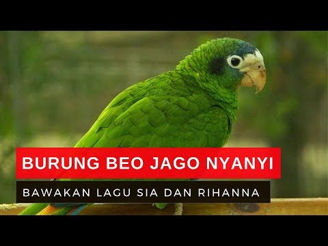 Video: Burung Beo Menyanyikan 