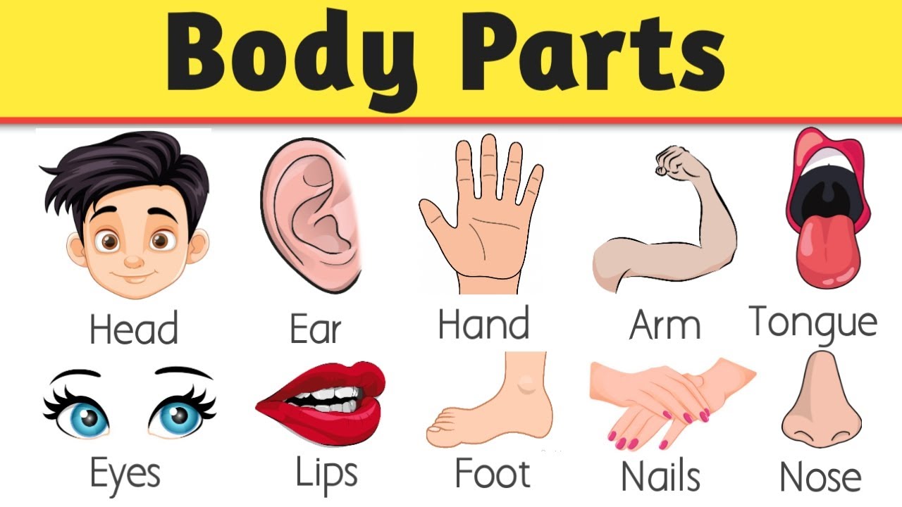 Parts of body | Parts of body name in english | Human body parts with ...