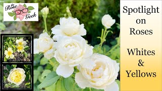 🌹 20 White & Yellow Roses from 5 Hybridizers
