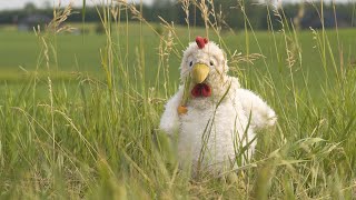 Jellycat Short Film: Why Did the Chicken Cross the Road?