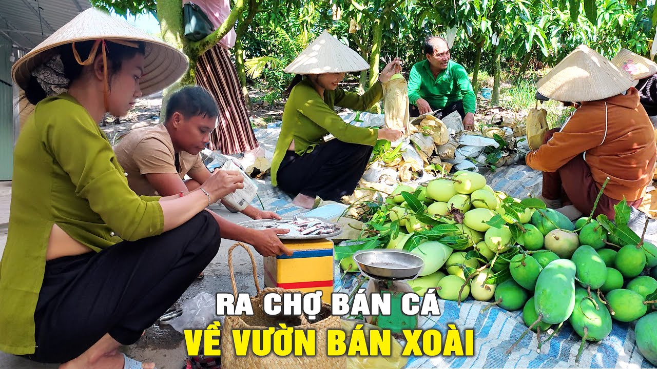 🔴 Ra Chợ Quê Bán Cá Về Vườn Phụ Chú 8 Hái Xoài Bán Tết | Cẩm Hằng