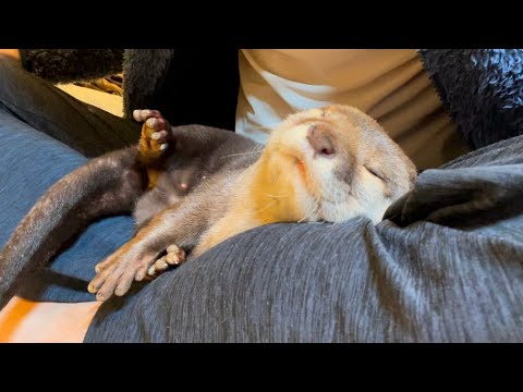 ??????? ???????????????????????? otter that reacts interestingly when you smell it