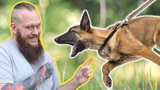How To Teach Your Dog To Walk PERFECTLY To Heel!