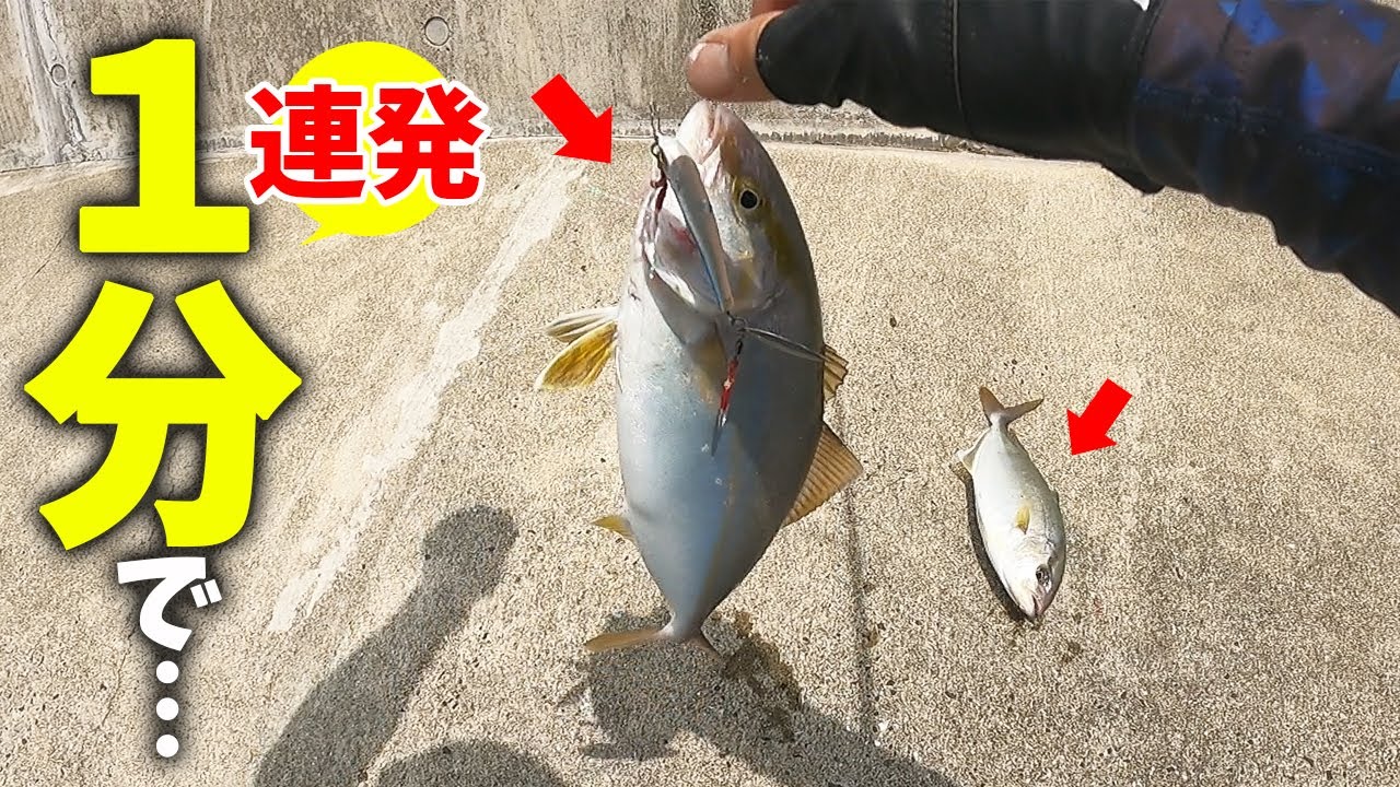 岸壁ジギングで連発ヒット ネリゴは超簡単に釣れます 釣りいろは