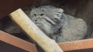 またね👋クリョンくん マヌルネコ 上野動物園にて 2026年2月6日 - YouTube