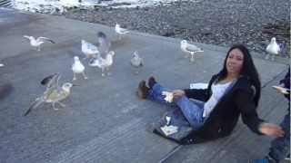 Feeding The Seagulls