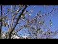 Fall Tree