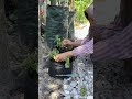 Capek ngeboon mulu ??? #berkebun #gardening #youtubeshorts