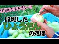 ひょうたんを収穫して処理【自給生活北海道ぐるりの暮らし】#101 今年も、ひょうたんランプ用の千成ひょうたんの収穫や処理が始まりました。収穫のタイミングや素材化するための作業を紹介しています。