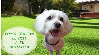 DIY - HOW TO GROOM YOUR PET - MALTESE screenshot 2