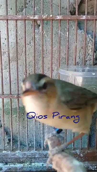 Eksis biarpun singkat, si mungil kerak basi alis hitam