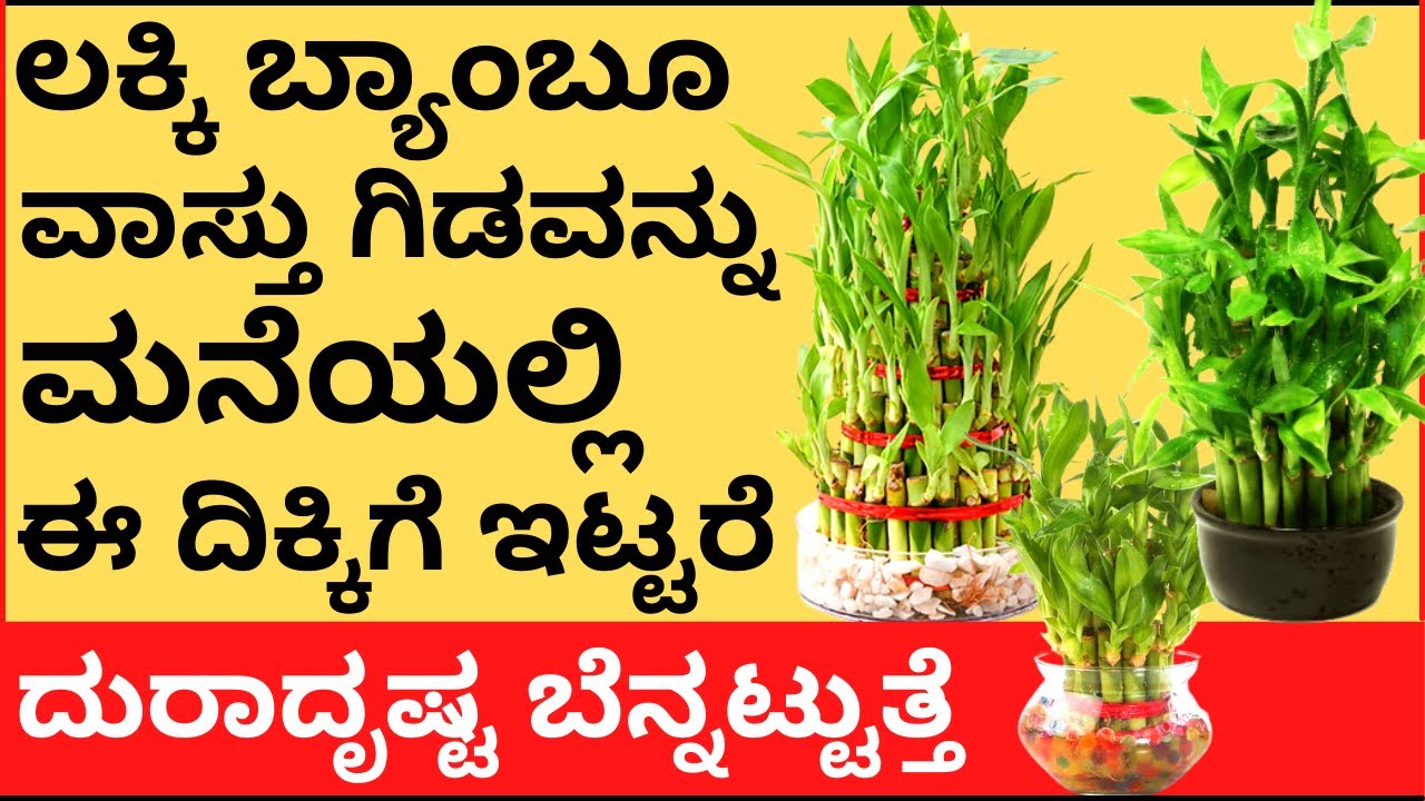 ಭಾಗ್ಯಬಿದಿರಿನ ಗಿಡವನ್ನು ಈದಿಕ್ಕಿಗೆ ಇಟ್ಟರೆ ದುರಾದೃಷ್ಟ ಬೆನ್ನಟ್ಟತ್ತೆ |right place for lucky bamboo at home