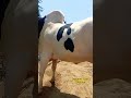 fateh jangi bull 2026 qurbani 2026 #shorts #shortvideo #youtubeshorts #fatehjangibulls #domail #cow
