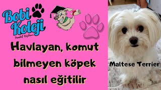 Maltese Terrier köpek eğitimi. Evde köpek eğitimi ile harika sonuç.