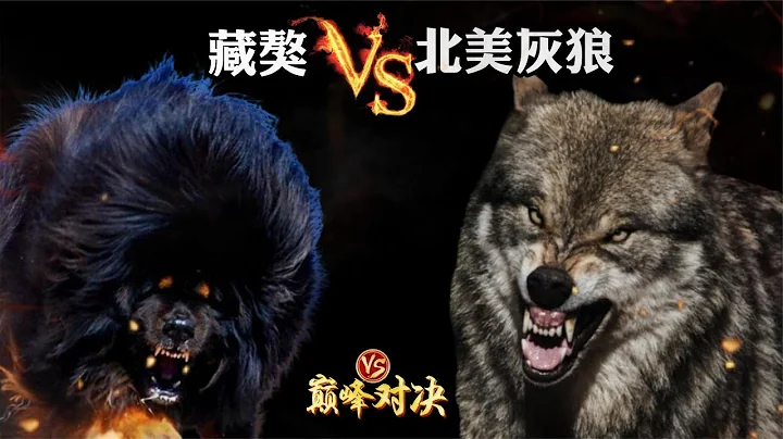 藏獒vs北美灰狼，你真以為“純種獒王”就能打贏野狼？ - 天天要聞