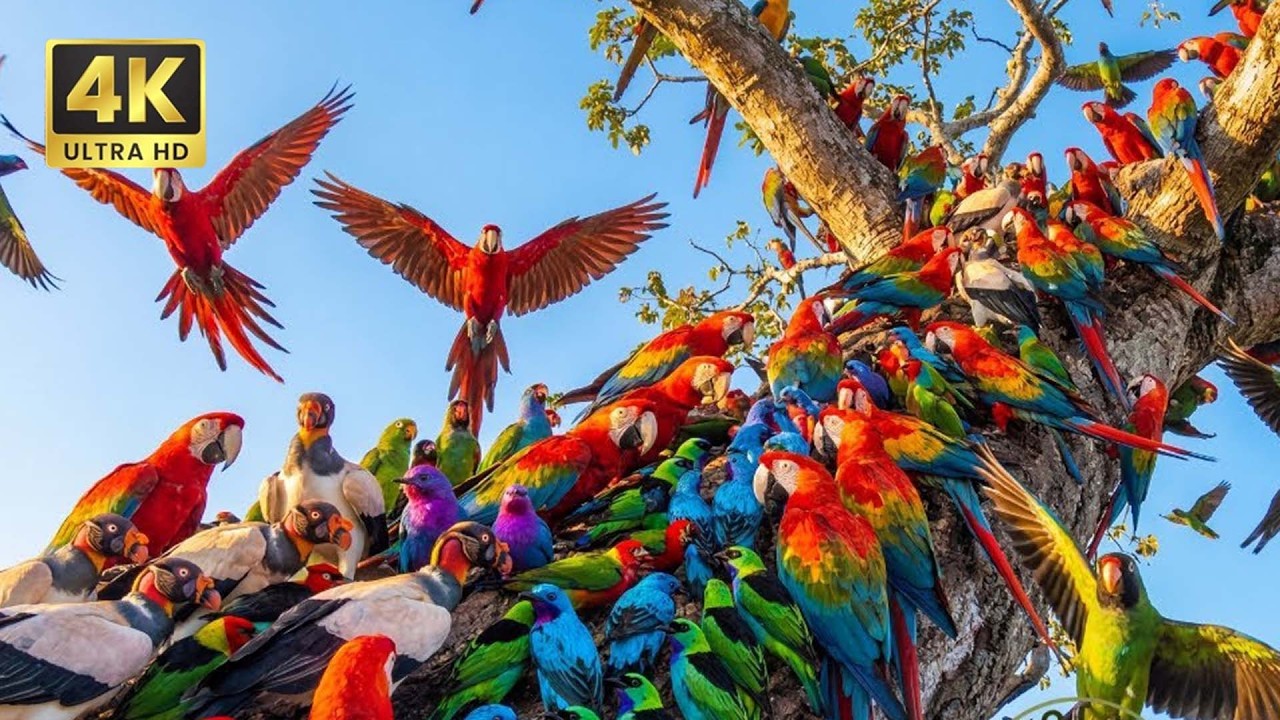 Relaxing Walk In The Amazon  birds animals Journey From Forest d