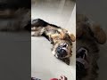 funny jackythegermanshepherd #cute #funnydog #germanshepherd #gsds #doglove