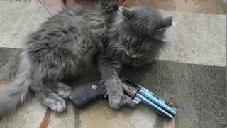 Cat And Gun
