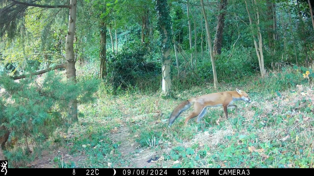 Red Fox - Part 6 | Trail Camera Wildlife | Garden Watch Burton Joyce | #fox