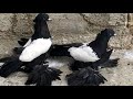 Тебризкие бойные голуби. Иран, г. Тебриз 👑💣 Tabriz Iranian Pigeons | کبوترهای ایرانی تبریز