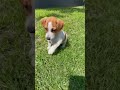 DaisyJackRussell  Манюнька 😘😘😘 #отдых #дрт #песпатрон #джекрасселтерьер #україна #собака #