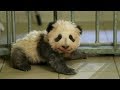 First French-born giant panda cub takes his first steps