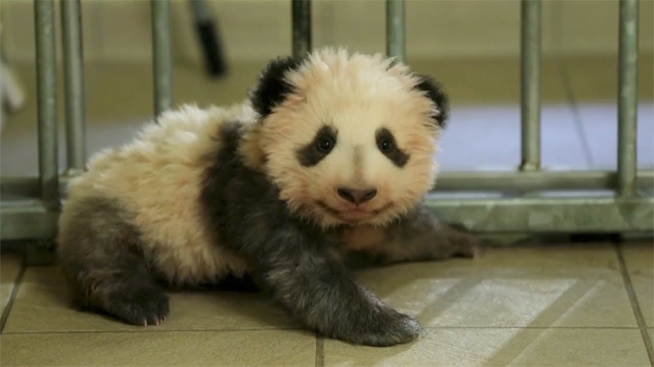 First French-born giant panda cub takes his first steps